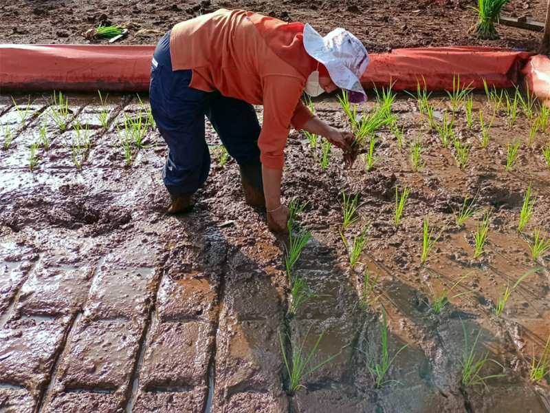 Ketua DPRD Dukung Pemprov DKI Optimalkan Bantuan Petani di Rorotan