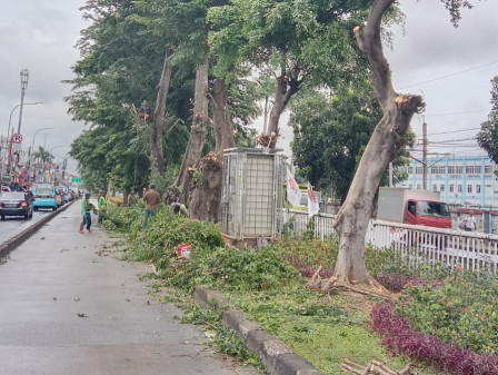 Delapan Pohon di Jl Bekasi Timur Raya Ditoping 