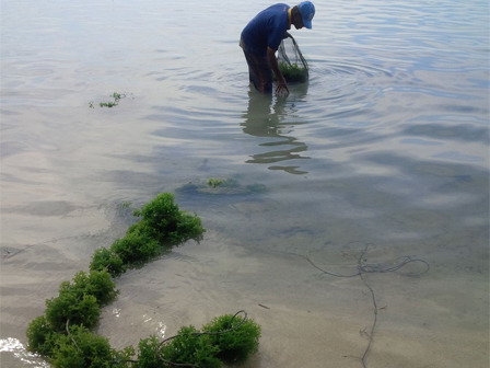 Budidaya Rumput Laut Pulau Tidung Makin Berkembang