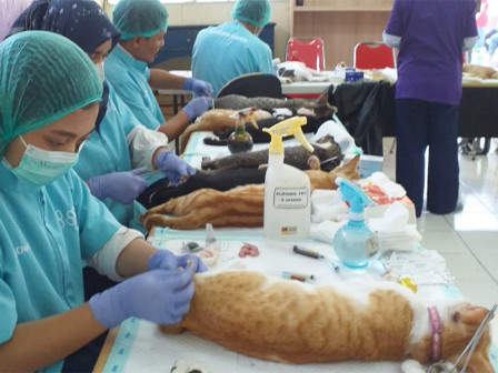  100 Kucing Liar Jantan Disterilisasi di Kalideres