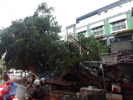 Evakuasi Pohon Tumbang di Jalan Tanjung Barat Raya