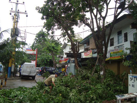 Pemangkasan Pohon Rawan Tumbang Diintensifkan