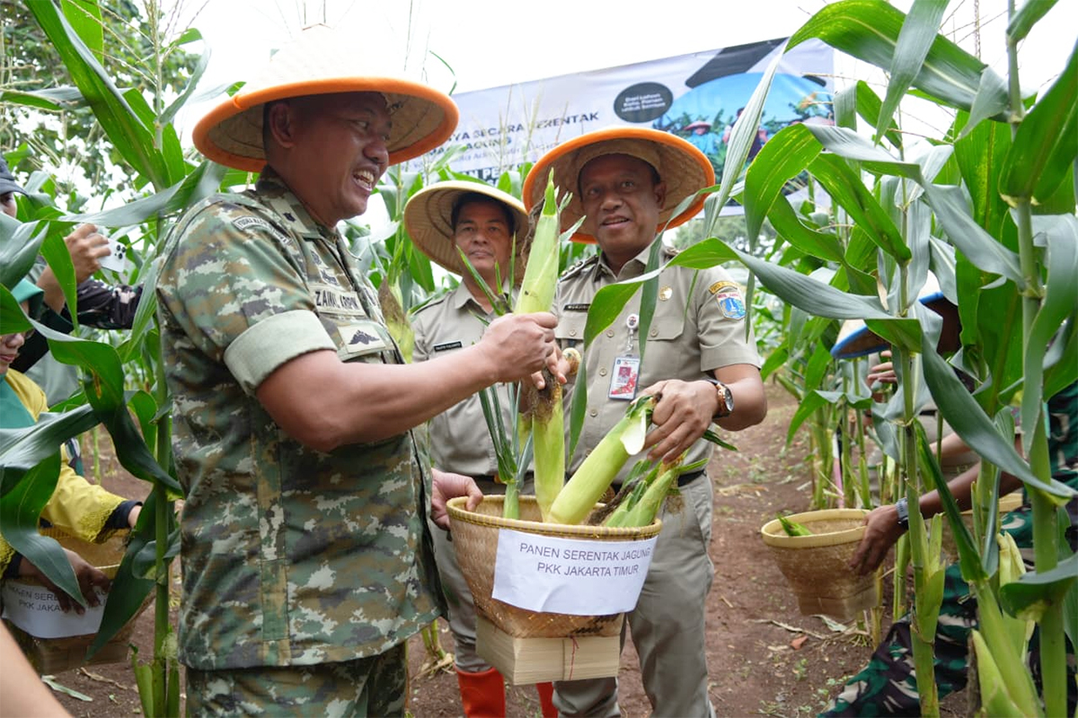 Munjirin pimpin panen jagung serentak di lahan Urban Farming Markas Yonif 201 Jaya Yudha