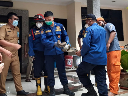  Ular Sanca Dievakuasi di Kantor Kelurahan Gondangdia 