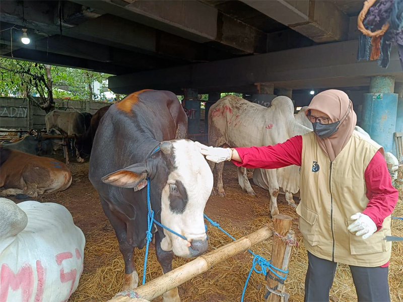  Pengawasan Hewan Kurban Dilakukan di Kelurahan Sungai Bambu