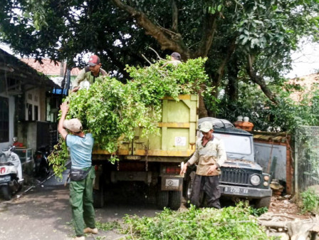  77 Pohon di Jaksel Dipangkas 