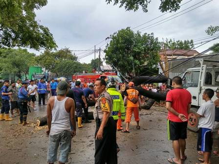 Angin Kencang Disertai Hujan 19Pohon Tumbang dan Sempat di Jakbar