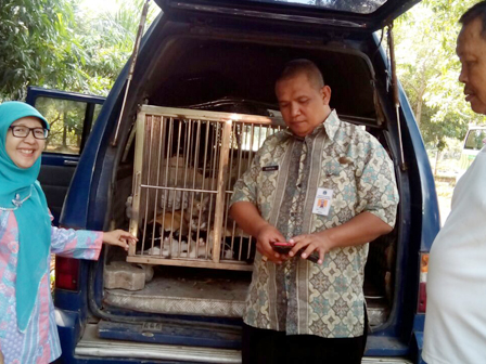 70 Kucing Liar di Kantor Wali Kota Jakut Diamankan - Beritajakarta.id