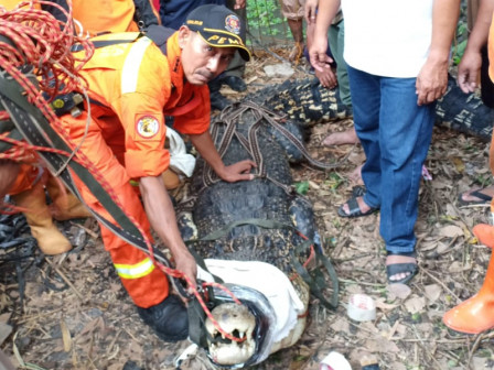 Seekor Buaya Dievakuasi dari Sebuah Empang di Bambu Apus