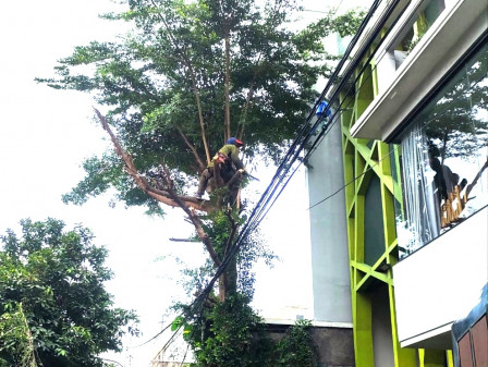 Lima Pohon Ketapang Kencana Dipangkas di Jalan Susilo