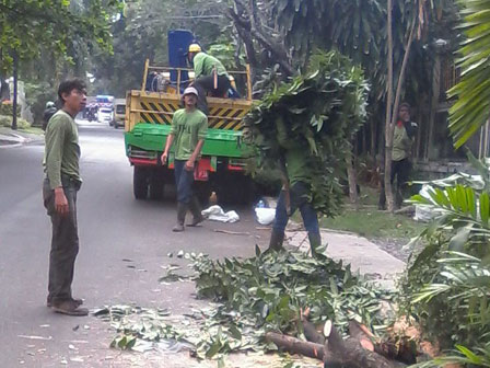  Antisipasi Pohon Tumbang, Sudin Kehutanan Jaksel Papas Pohon di Jl Kemang 1@@@ 