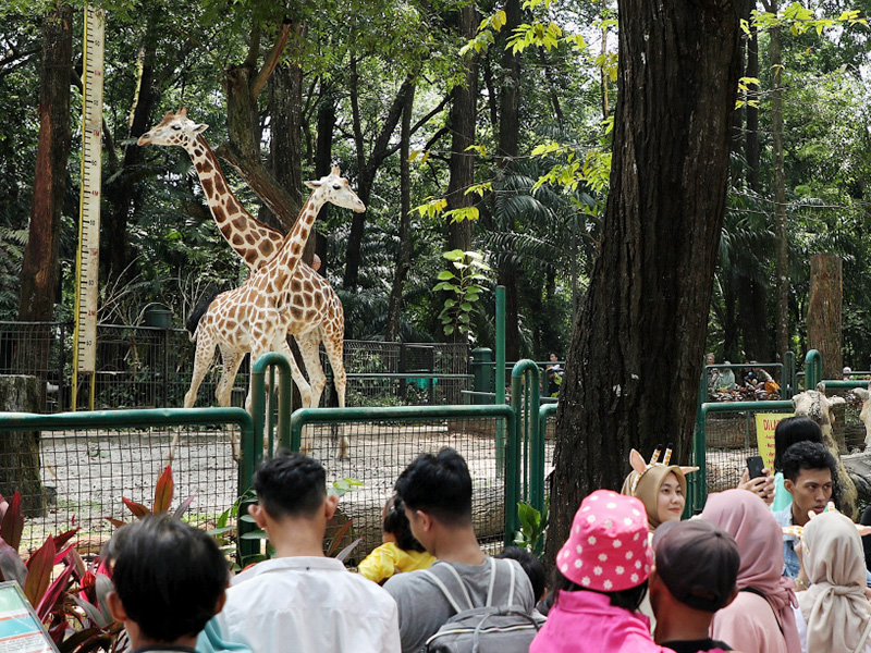  Dukung Revitalisasi Ragunan, DPRD Minta Harga Tiket Tetap Terjangkau