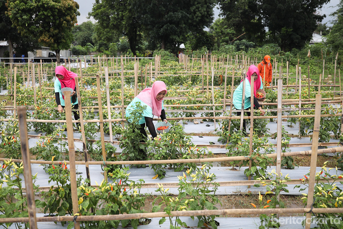 Pemanfaatan lahan untuk urban farming