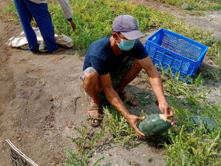  300 Kg Semangka Merah Berhasil Dipanen dari Kebun Urban Farming Pulau Tidung Kecil 