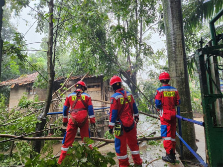  10 Petugas Gulkarmat Evakuasi Pohon Tumbang di Cipinang Melayu