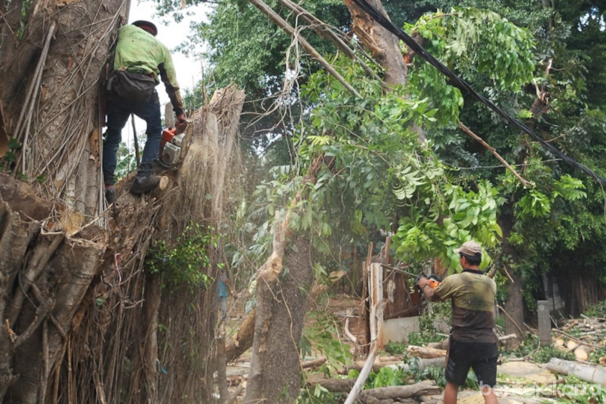 https://multimedia.beritajakarta.id/photo/2014_508c75c8507a2ae5223dfd2faeb98122/Sudin Tamhut Jakpus Tangani Pohon Sempal dan Tumbang 