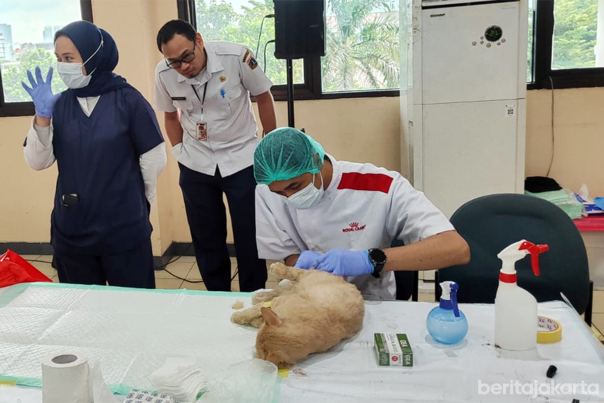 Layanan sterilisasi kucing gratis di Jakarta Barat