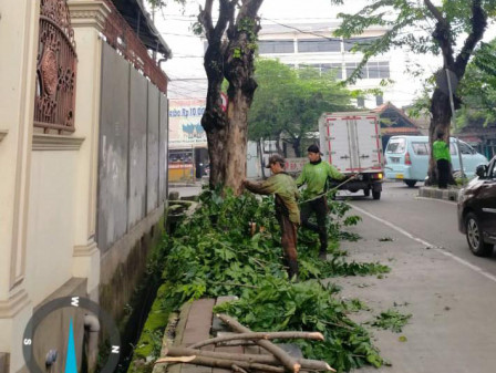  1.177 Pohon Lindung dan 32 Pohon Sempal Telah Ditangani Sudin Pertamanan dan Hutan Kota Jakarta Bar
