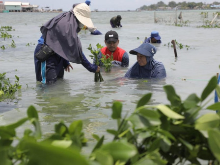 10.000 Mangrove Ditanam di perbatasan Pulau Kelapa dan Harapan