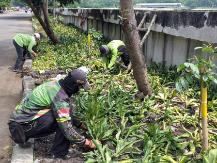 Jalur Hijau Waduk Pluit Ditata Dengan Berbagai Jenis Tanaman