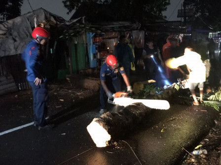 Petugas Evakuasi Pohon Tumbang di Kalisari dan Duren Sawit