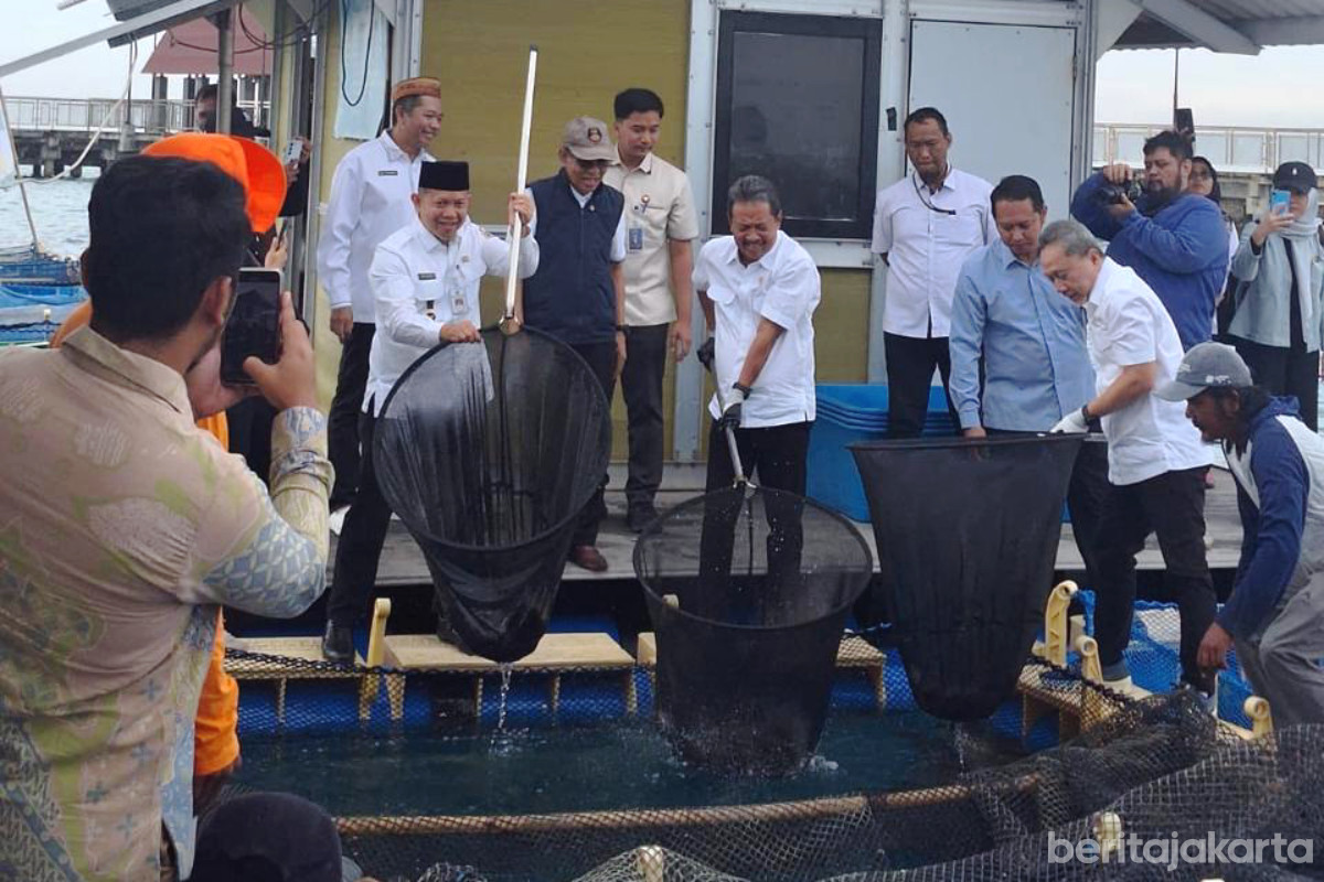 Panen Raya di Kepulauan Seribu Hasilkan 1.500 Kilogram Ikan Kerapu Cantang 