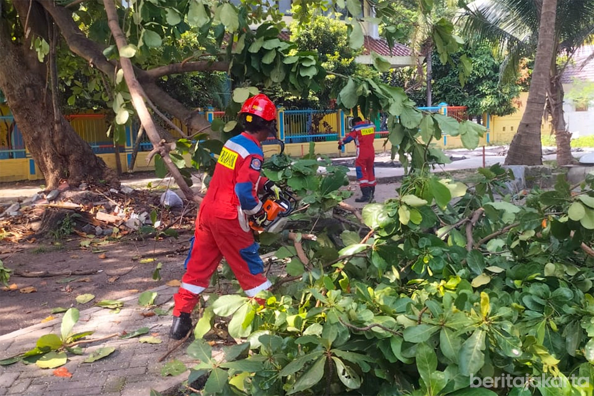 Evakuasi pohon tumbang di Pulau Kelapa