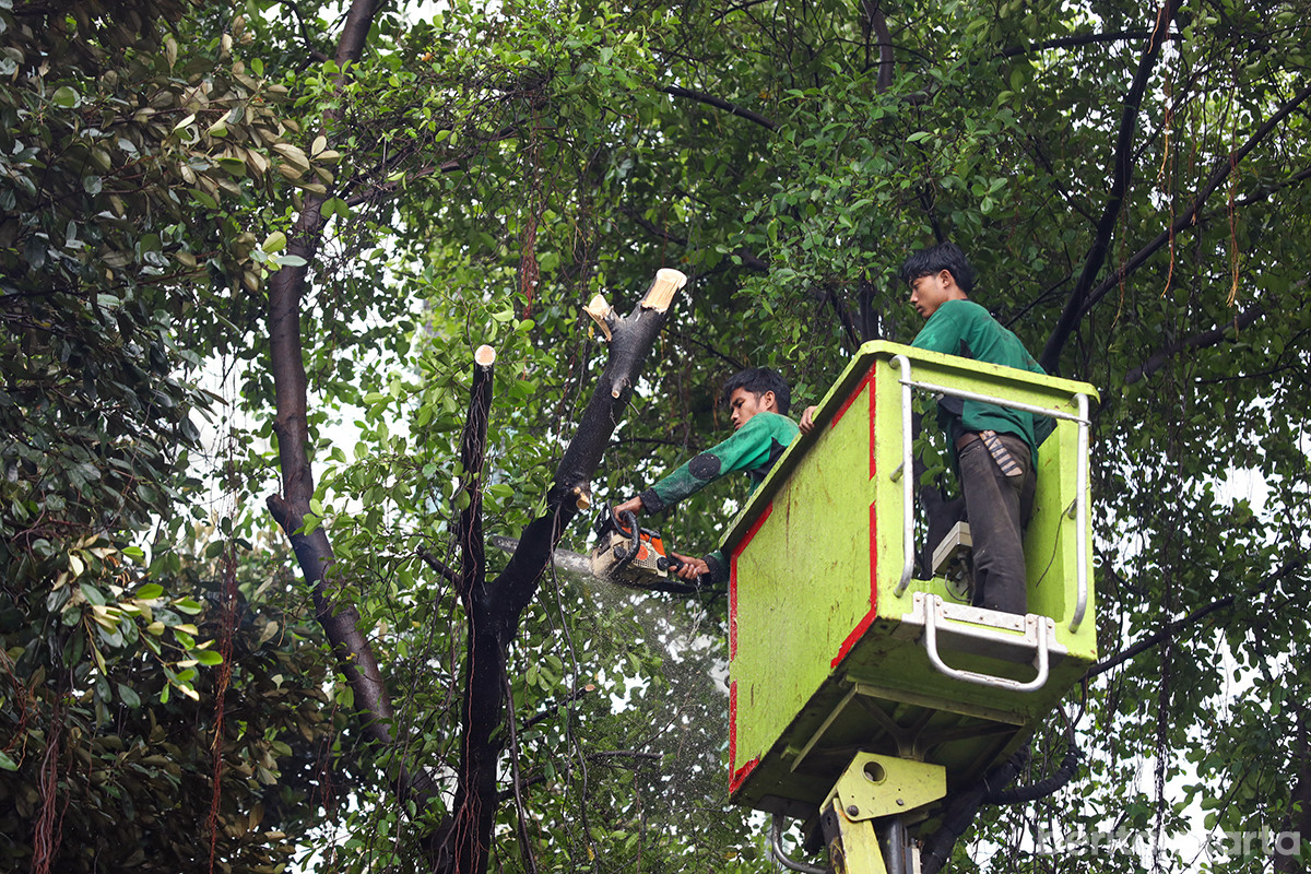 Petugas melakukan pemotongan salah satu dahan pohon