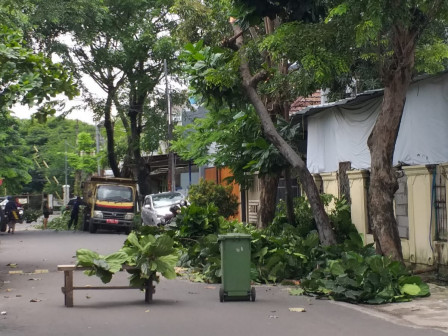 Sembilan Pohon Dipapas di Jalan Angsana Raya