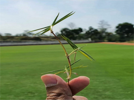 JIS Bakal Pakai Rumput Zoysia Matrella Untuk Lapangan Utama dan Dua Lapangan Latih