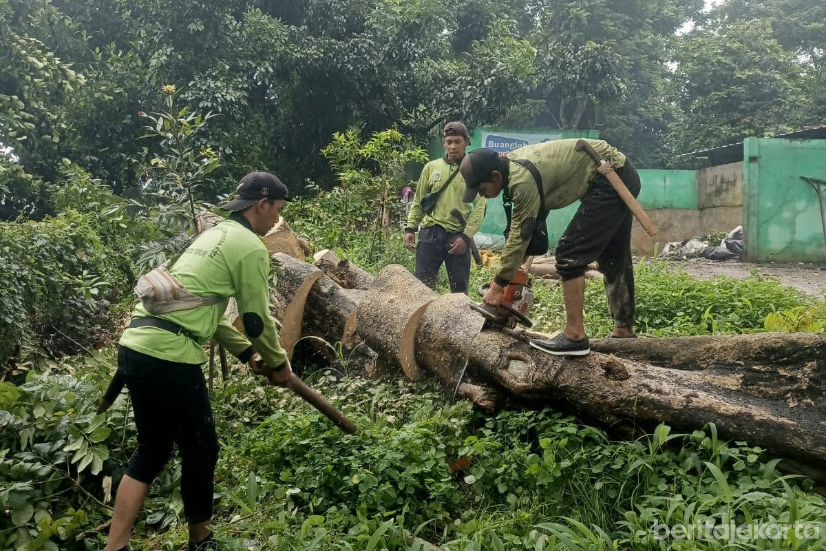  11 Pohon Tumbang dan Sempal di Jaktim Berhasil Dievakuasi