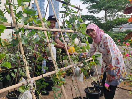  Kecamatan Dan TP PKK Kembangan Panen Golden Melon Dan Kangkung 