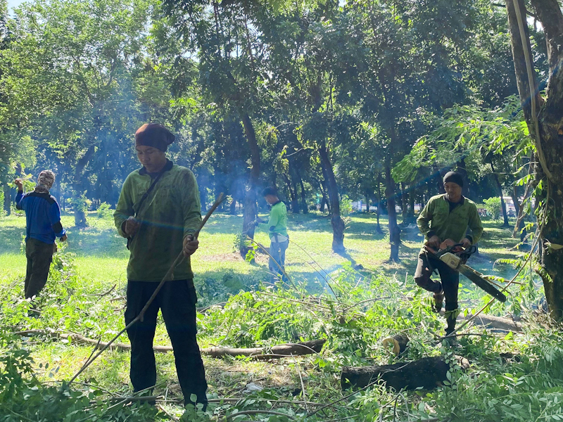 https://multimedia.beritajakarta.id/photo/2014_508c75c8507a2ae5223dfd2faeb98122/66 Pohon jadi Target Grebek Penopingan di Pulogadung