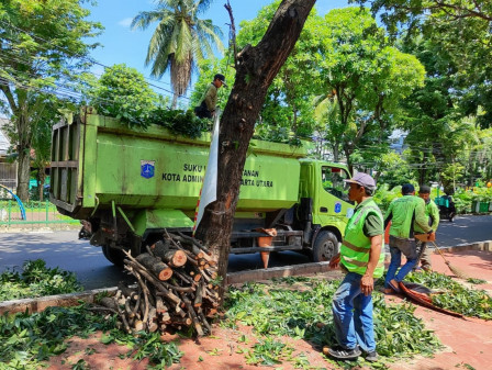 30 Pohon Di Jalan Sindang Terusan Dipangkas