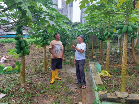 Pepaya California Jadi Ikon Kel. Karet Tengsin