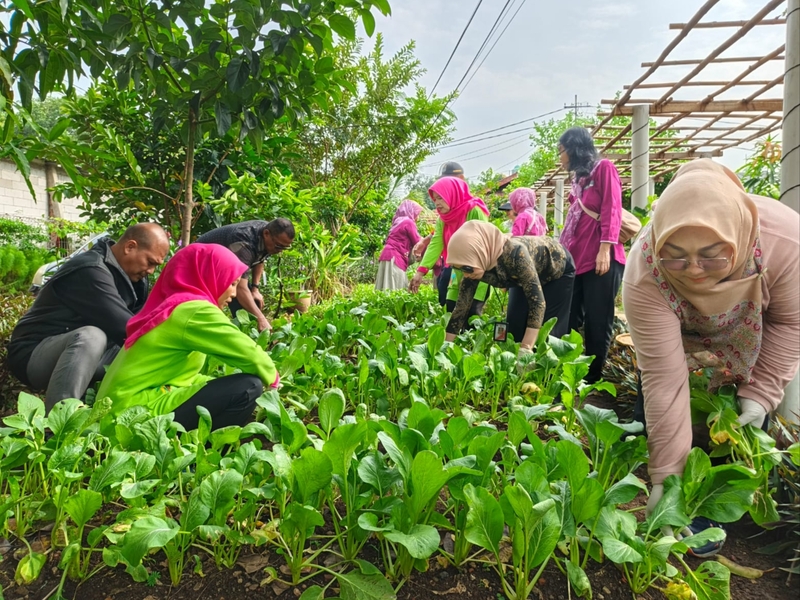 10 Kilogram Sayuran Dipanen di Taman Kuda Laut