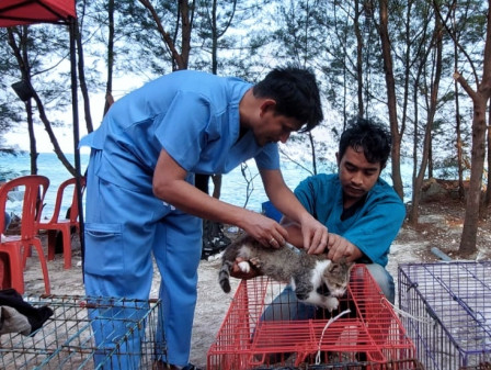 Kucing, Pulau Tidung, vaksin Rabies, Sterilisasi