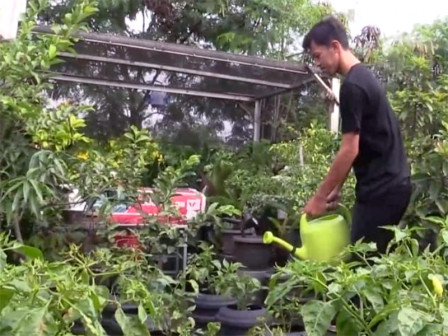 Kebun Latar Babe, Kreasi Anak Muda Jaga Ketahanan Pangan