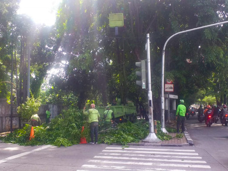 Delapan Pohon Angsana Dipapas di Jalan Raya Kebayoran Lama 