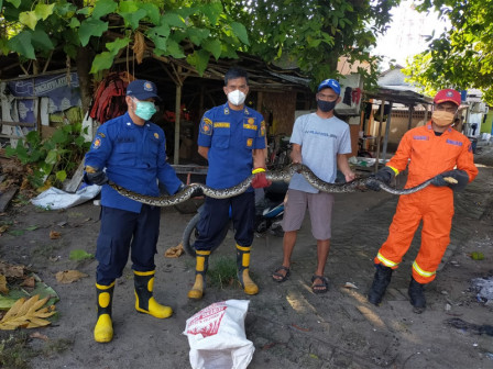 Ular Sanca Sepanjang Empat Meter di Jalan Lapangan Bola Pulau Pari Berhasil Dievakuasi