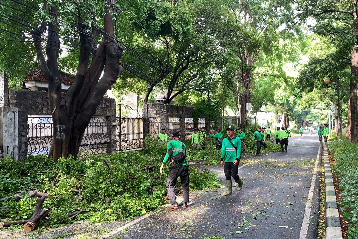 Petugas Distamhut memangkas pohon antisipasi tumbang