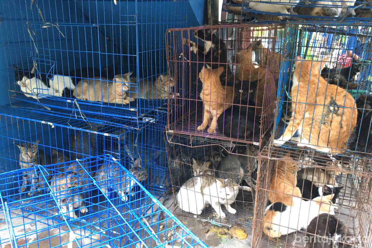 Sejumlah kucing di dalam kandang menunggu sterilisasi dan vaksinasi rabies