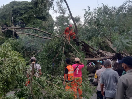Puluhan Personel Gabungan Evakuasi Dua Pohon Tumbang di Pulogadung