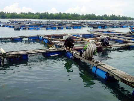 Budidaya Ikan di Kepulauan Seribu Meningkat