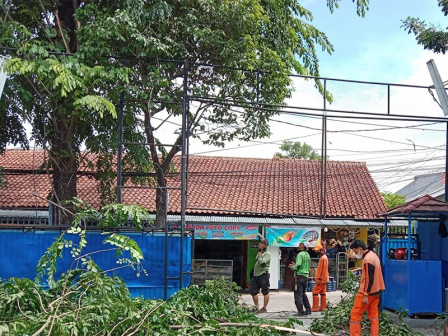  Cegah Tumbang, Tiga Pohon Ditoping di Cilangkap