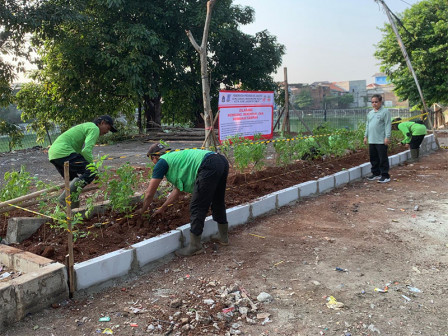  15 Pohon Buttercup Ditanam di Jl KRT Radjiman