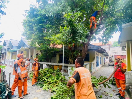 Pohon Rawan Tumbang Di Kelurahan Pulau Panggang Dipangkas