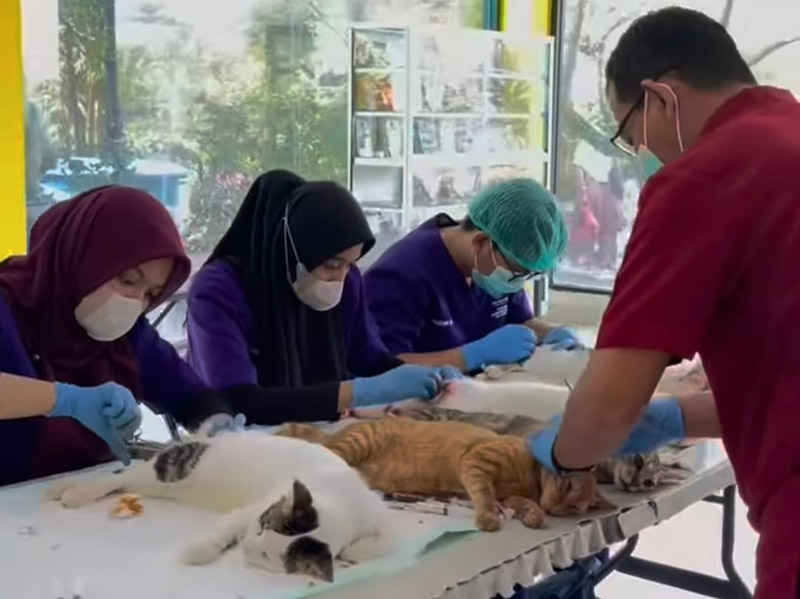 Sudin KPKP Jaksel Sudah Sterilisasi 96 Ekor Kucing Jantan 