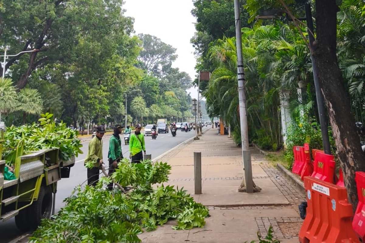 Petugas melakukan pemangkasan pohon sempal di Jakpus