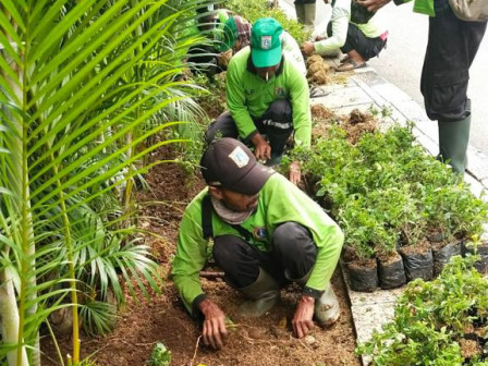 Peremajaan Jalur Hijau di Jalan Abdul Muis